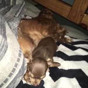 Meet your Posher, Audrey